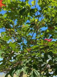 Blatt Colchicum Ahorn - Acer cappadocicum