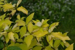 Weißer Hartriegel - Cornus alba 'Aurea' in voller Blüte