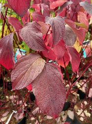 Witte kornoelje Cornus alba 'Sibirica' hefstkleuren