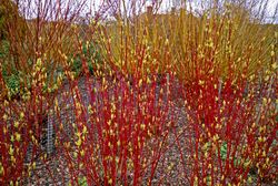 Cornus alba 'Sibirica'