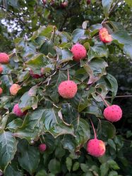 Cornus kousa 'Satomi' roze vruchten kornoelje - Eind september
