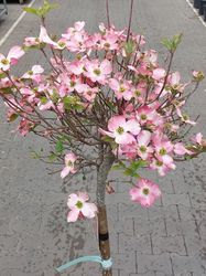 Cornus kousa florida boompje in bloei