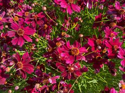 Cosmea - Cosmos bipinnatus