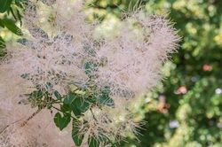 Blühender Perückenbaum - Cotinus coggygria 'Young Lady'