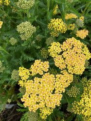 Duizendblad - Achillea millefolium 'Milly Rock Yellow'