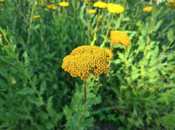 Gelbe Blüten der Schafgarbenpflanze
