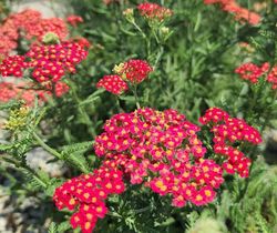 Roodbloeiende vaste planten tuin bijen en vlinders