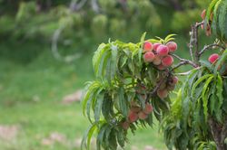 Dwergperzikboom - prunus persica