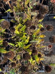 Zonnehoed - Echinacea purpurea 'White Pearl' (Foto November)