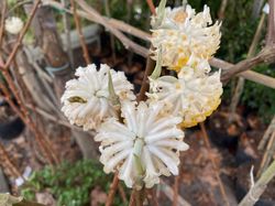 Papierstruik - Edgeworthia chrysantha