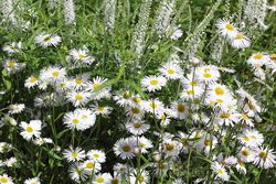 Fijnstraal - Erigeron 'Sommerneuschnee'