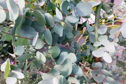 Silberne Blätter Eukalyptus