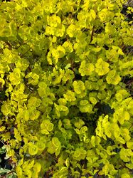 Wolfsmelk - Euphorbia amygdaloides 'Ascot Rainbow'