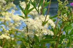 Moerasspirea - Filipendula ulmaria in bloei