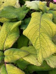 Fluweelhortensia - Hydrangea aspera 'Goldrush'