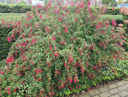 Fuchsia Randbepflanzung blühende Farbe rot Halbschatten
