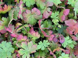 Ooievaarsbek - Geranium 'Anne Thomson' in de herfst