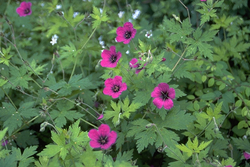 Ooievaarsbek - Geranium 'Anne Thomson'