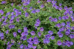 Ooievaarsbek - Geranium himalayense in bloei