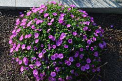 Geranium sanguineum 'Max Frei'