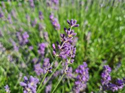 Gewöhnlicher Lavendel - Lavandula angustifolia 'Munstead'