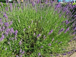 Gewöhnlicher Lavendel - Lavandula angustifolia 'Munstead'
