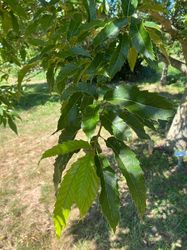 Blad Gezaagdbladige eik - Quercus acutissima