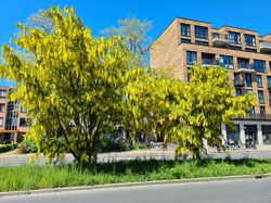 Goudenregen boom aanplanten kopen bezorgen