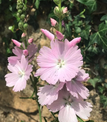Griechische Malve - Sidalcea 'Elsie Heugh' Blütenform und Blütenstand