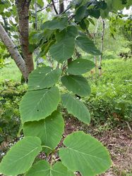 Blad Grootbladige els - Alnus maximowiczii