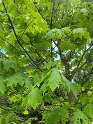 Blatt Großblättriger Ahorn - Acer macrophyllum