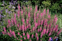 Grote kattenstaart - Lythrum salicaria 'Feuerkerze'