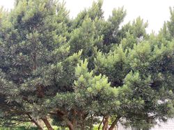 Waldkiefer - Pinus sylvestris