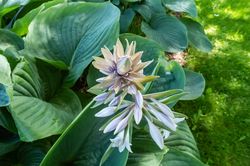 Hartlelie - Hosta 'Empress Wu'