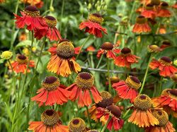 Rot-orange blühende Sonnenblume - Helenium 'Moerheim Beauty'