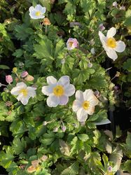 Herfstanemoon - Anemone hybrida 'Elfin Swan'