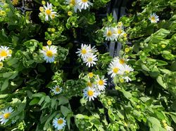 Herfstaster - Aster ageratoides 'Starshine'