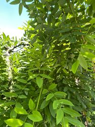 Honigbaum - Sophora japonica 'Pendula' Hängeform
