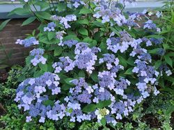 Hortensia schermvorm bloeiwijze tuinplanten yarinde