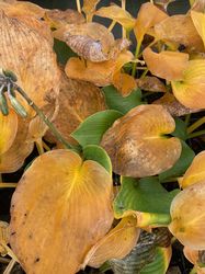 Hosta sieboldiana 'Elegans' in de herfst