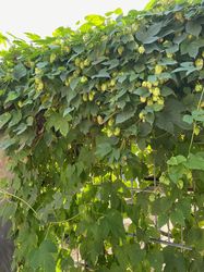 Schlingpflanze Hopfen - Humulus lupulus