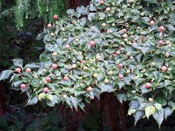 Japanischer Großblütiger Hartriegel - Cornus kousa var. chinensis