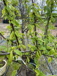 Pruimenboom - Prunus domestica 'Mirabelle de Nancy'