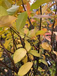 Indische sering - Lagerstroemia 'Natchez' (November)