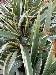 Iris tectorum 'Cruella'