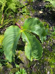 Jan op de preekstoel - Arisaema costatum