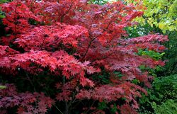 Japanse Esdoorn - Decoratief donkerrood blad