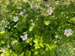 Japanse anemoon - Anemone rupicola 'Ruffled Swan'