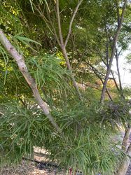 Acer palmatum 'Linearilobum' middelgrote, compacte boom