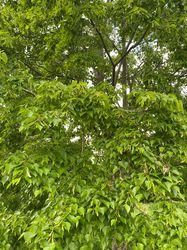 Japanse linde - Tilia cordata japonica